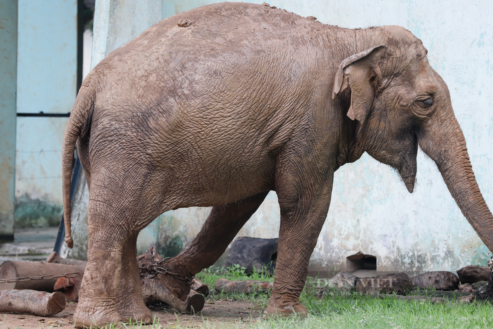 Cận cảnh 2 chú voi bị xiềng xích chân in hằn vết ở vườn thú Hà Nội  - Ảnh 10.