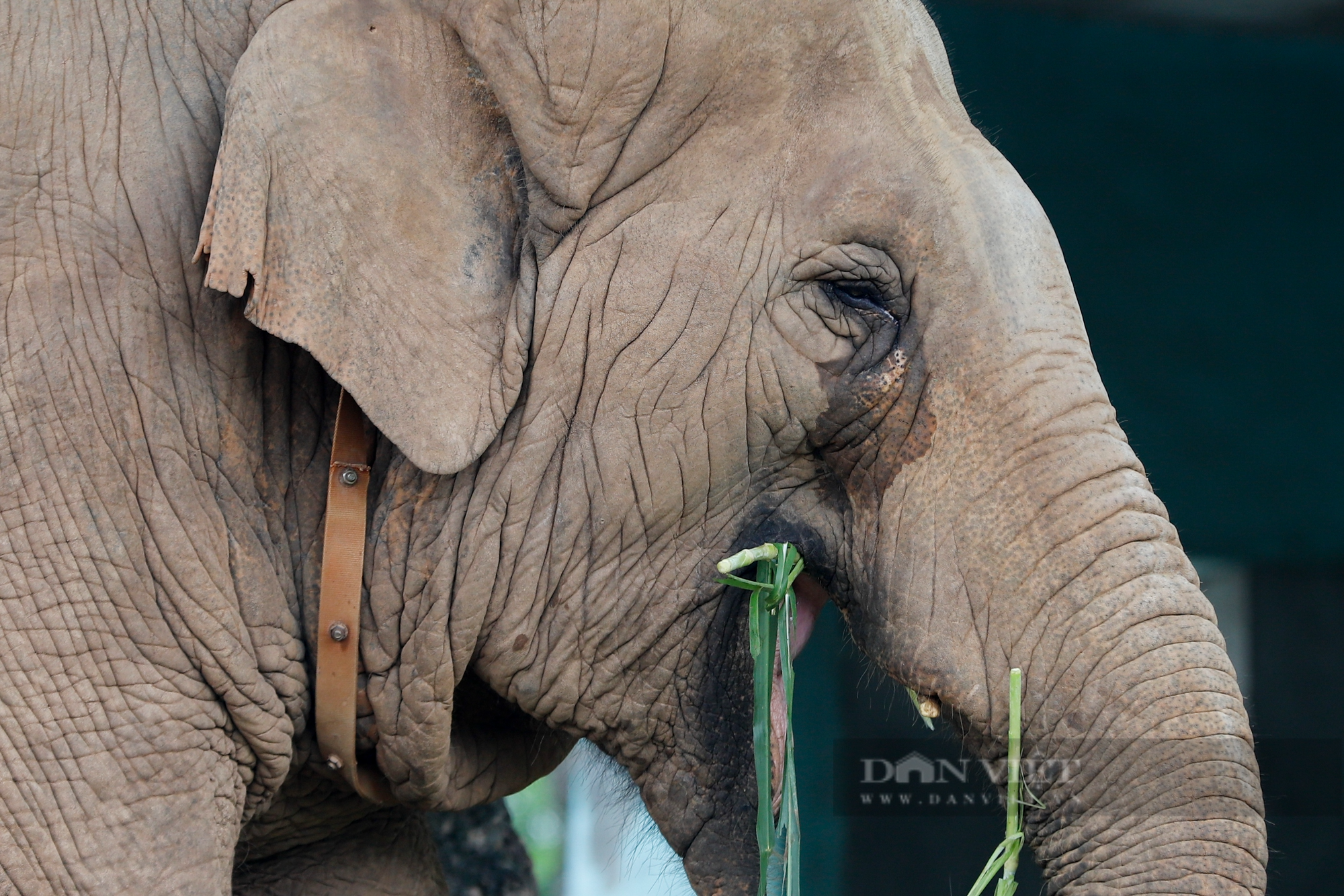 Cận cảnh 2 chú voi bị xiềng xích chân in hằn vết ở vườn thú Hà Nội  - Ảnh 11.