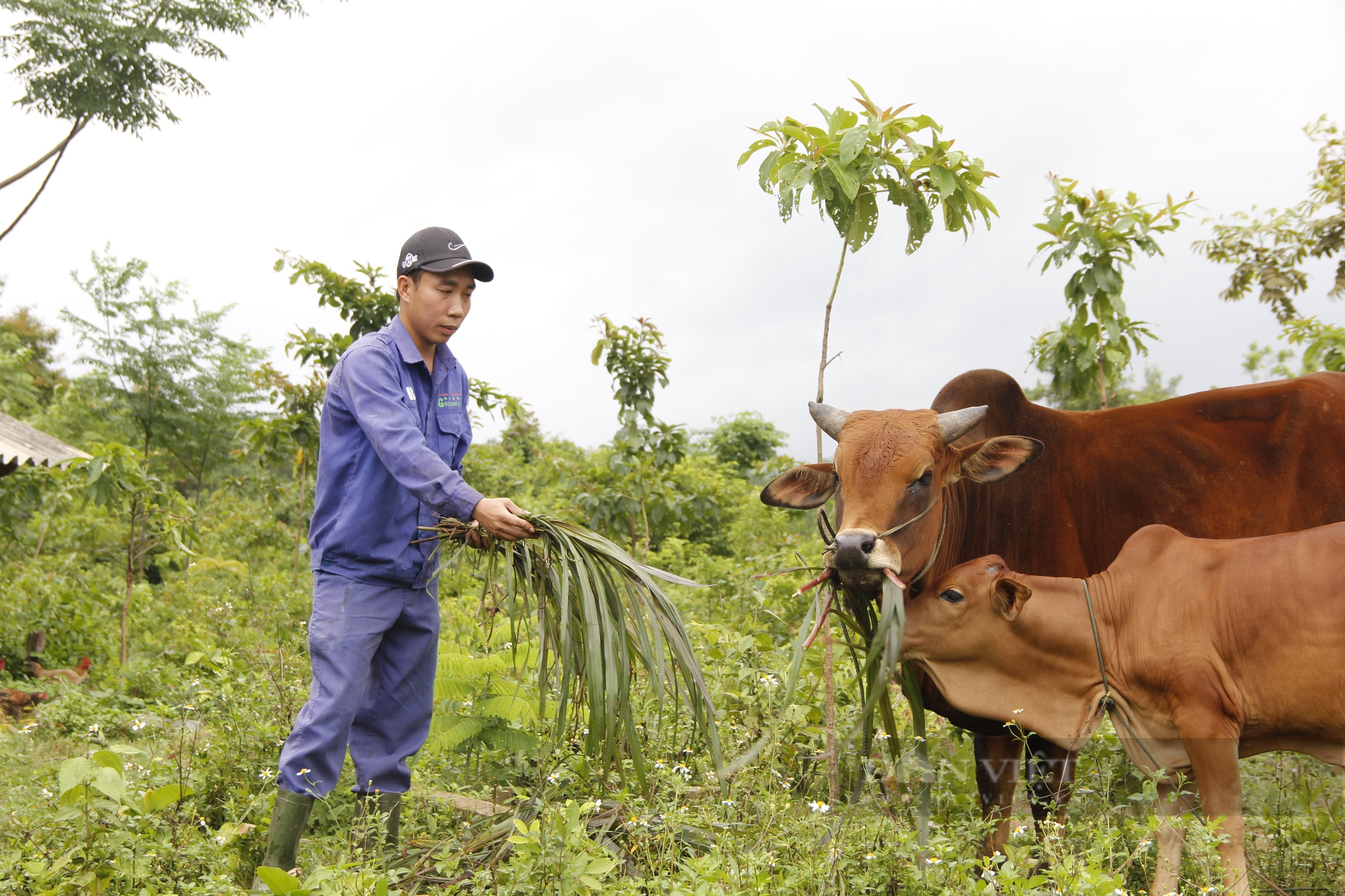 Lương thấp, thanh niên cất bằng cử nhân, bỏ phố về quê mở gia trại thu nhập 500 triệu đồng mỗi năm - Ảnh 1.