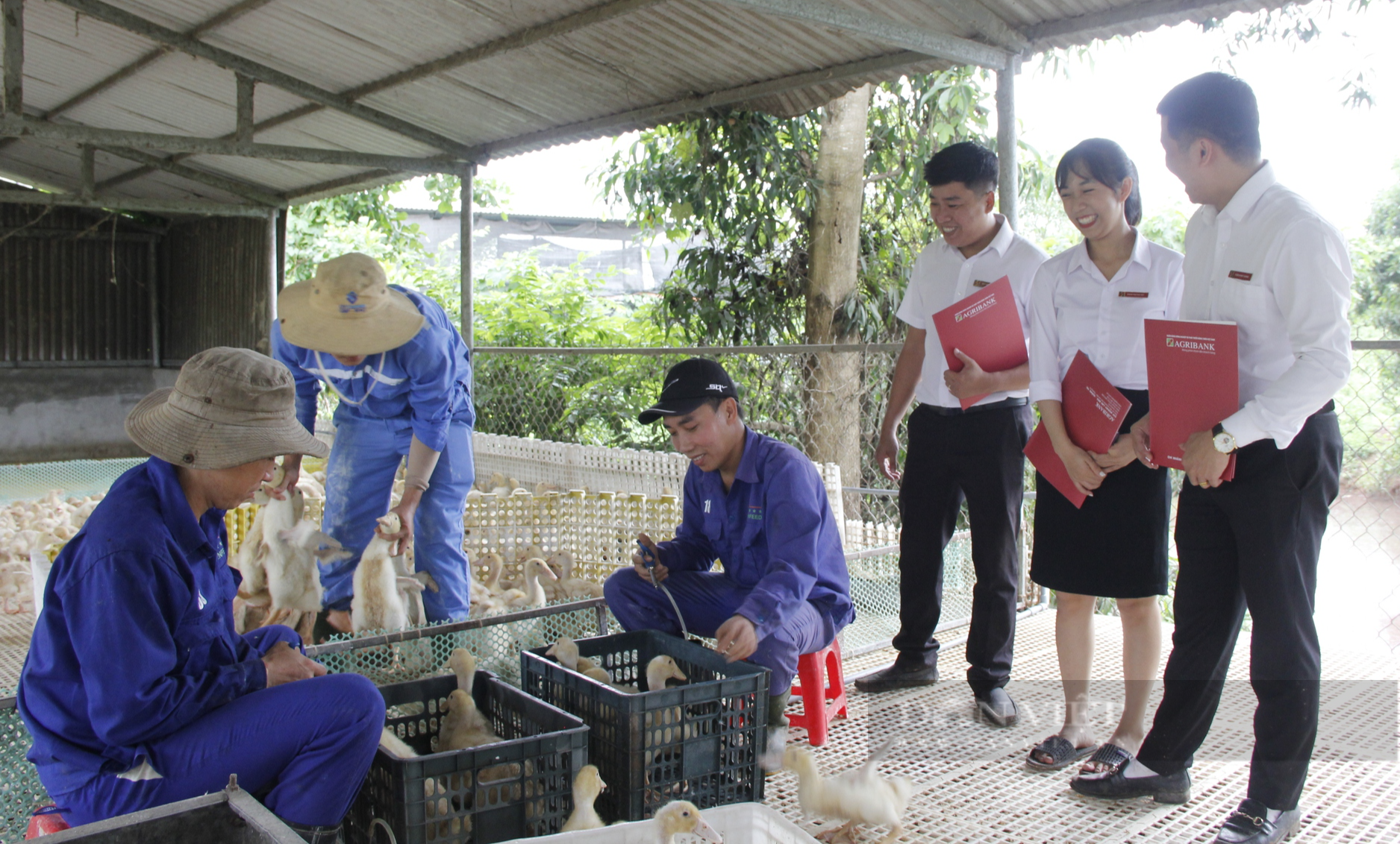 Lương thấp, thanh niên cất bằng cử nhân, bỏ phố về quê mở gia trại thu nhập 500 triệu đồng mỗi năm - Ảnh 4.