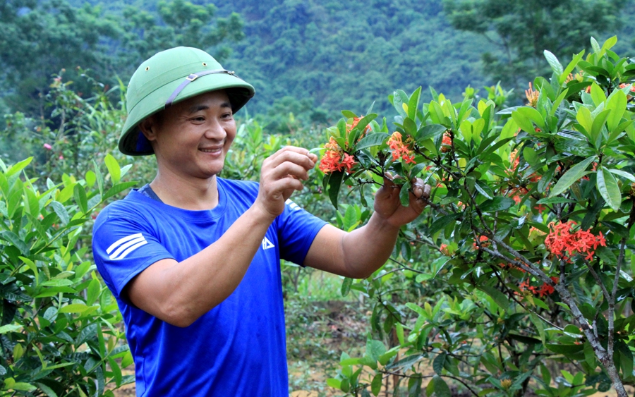 Trồng cây cảnh, trồng hoa lạ đang hot, trai làng Hà Giang kiếm bộn tiền, nhiều người tìm lên xem