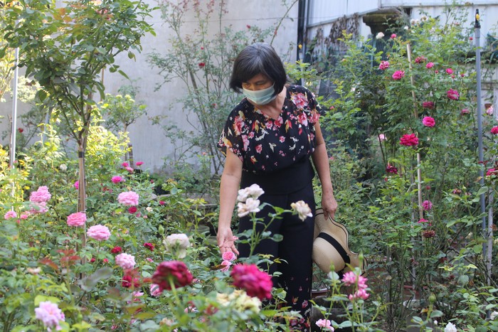 Vườn hoa hồng cổ 800 cây vạn người mê của vợ chồng nông dân Quảng Ngãi, ai đến xem cũng xuýt xoa - Ảnh 1.