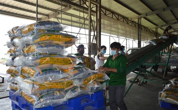 Giá gạo 5% tấm xuất khẩu của Việt Nam ở mức đỉnh của 15 năm - Ảnh 1.