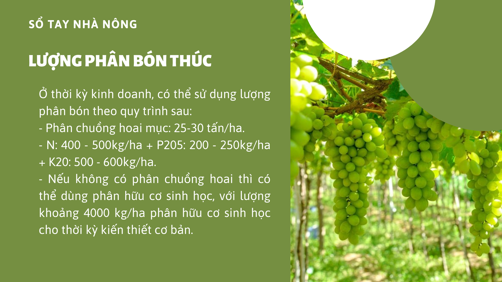 SỔ TAY NHÀ NÔNG: Kỹ thuật bón phân thúc cho cây nho - Ảnh 3.