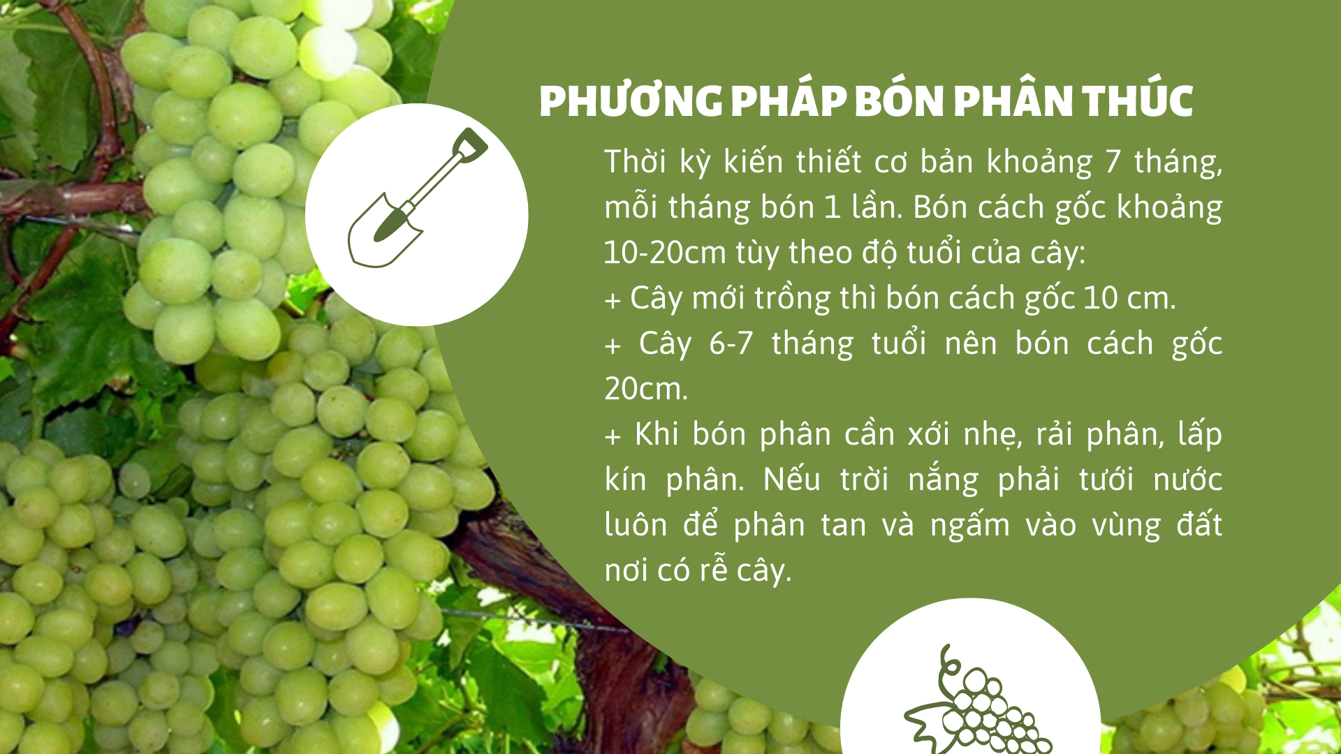 SỔ TAY NHÀ NÔNG: Kỹ thuật bón phân thúc cho cây nho - Ảnh 2.