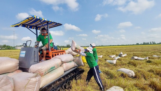 Giá gạo xuất khẩu tăng vọt đẩy giá lúa trong nước 'nóng sốt' từng ngày - Ảnh 1.