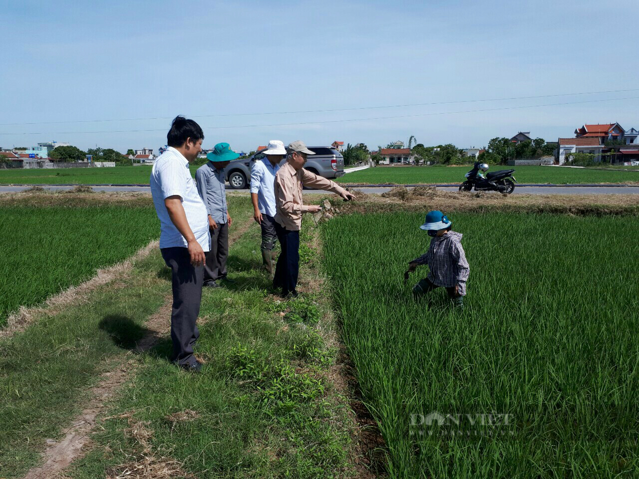 Nam Định có nguy cơ cao bùng phát bệnh lùn sọc đen hại lúa trong vụ Mùa 2023 - Ảnh 1.