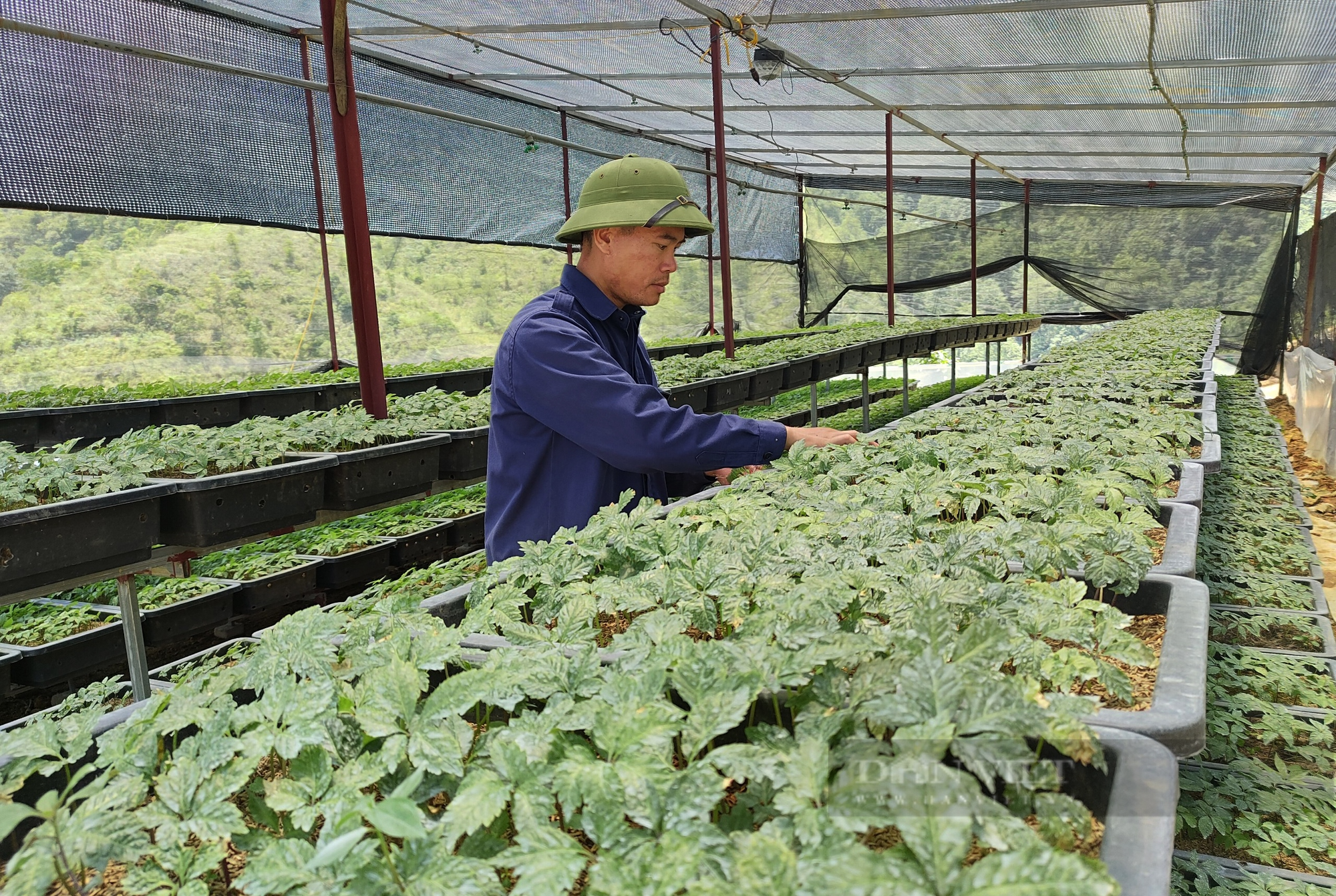 Ngăn chặn sâm lậu và bài toán bảo vệ nông dân trồng sâm (Bài 5) - Ảnh 9.