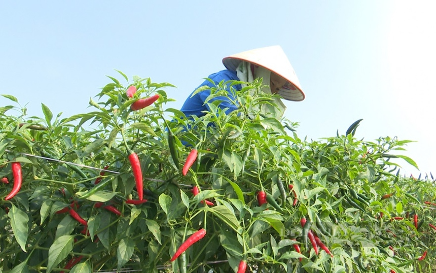 Hơn 4 tỉ đồng hỗ trợ 13 hợp tác xã, 300 nông dân huyện miền núi Phú Thọ phát triển nông nghiệp - Ảnh 2.