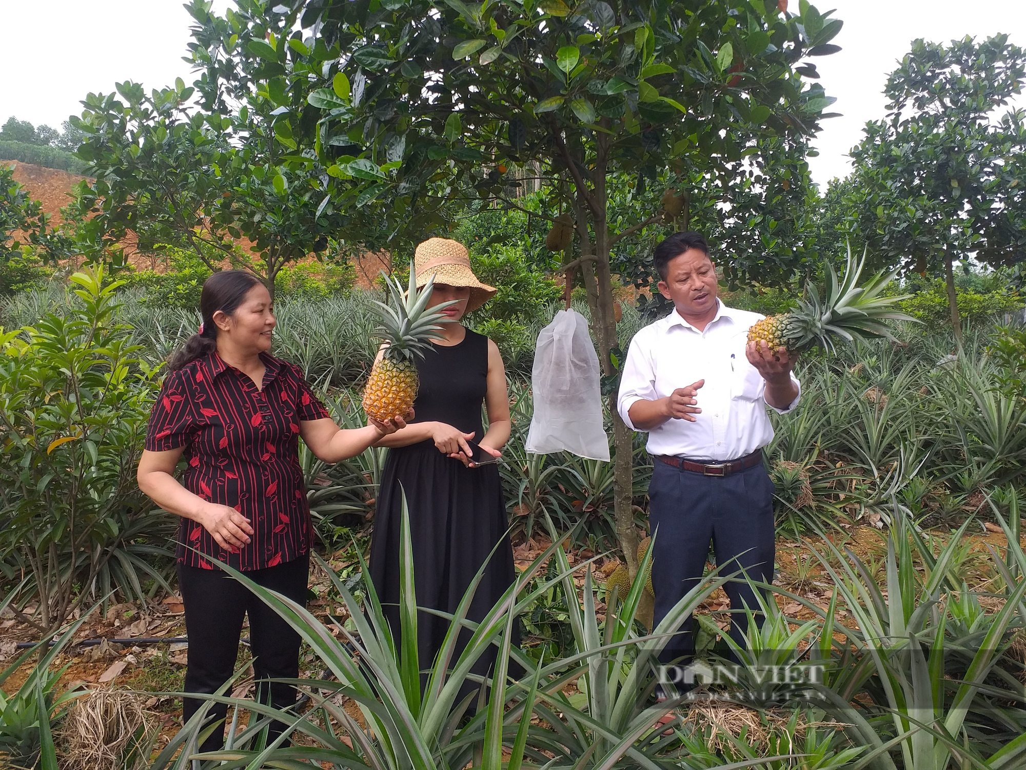 Hơn 4 tỉ đồng hỗ trợ 13 hợp tác xã, 300 nông dân huyện miền núi Phú Thọ phát triển nông nghiệp - Ảnh 3.