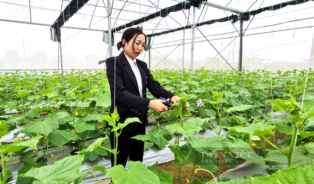 Hơn 4 tỉ đồng hỗ trợ 13 hợp tác xã, 300 nông dân huyện miền núi Phú Thọ phát triển nông nghiệp - Ảnh 5.