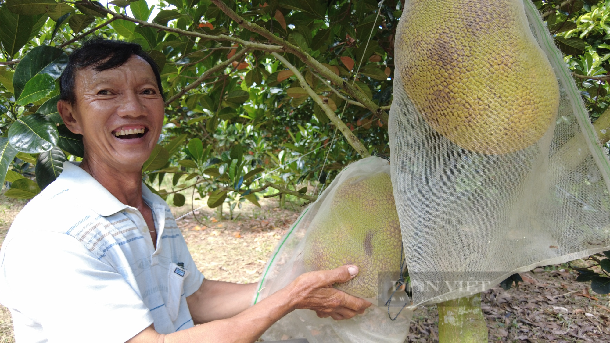 Khám phá vườn mít ruột đỏ trái to bự ở Vĩnh Long của Nông dân Việt Nam xuất sắc 2023
