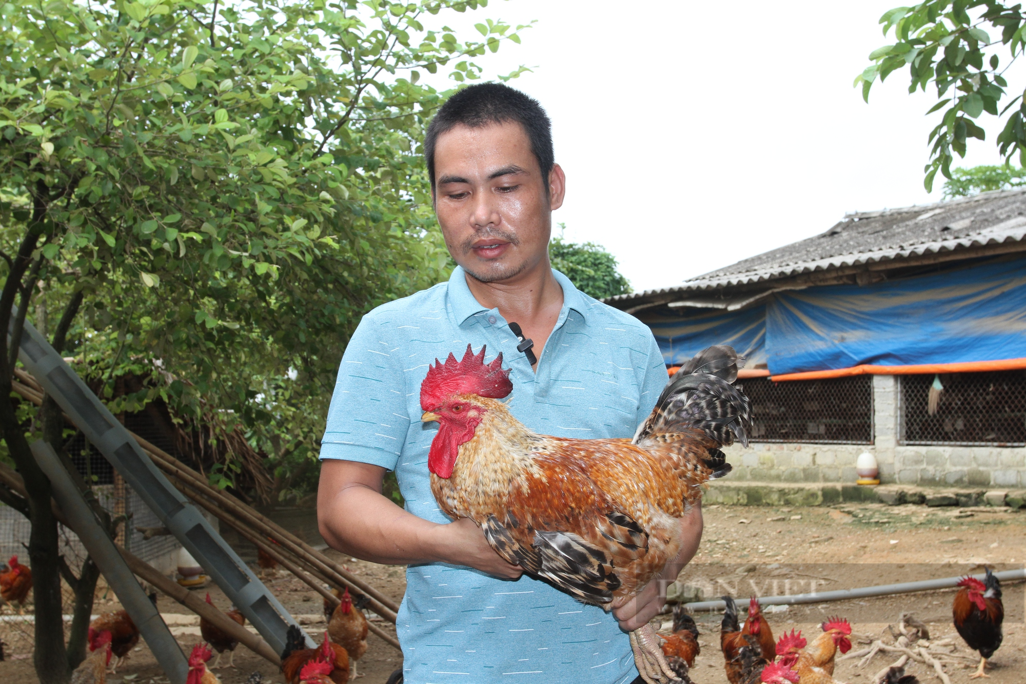 Nhân rộng mô hình nuôi gà Đông Tảo lai theo hướng hữu cơ  Kinh nghiệm làm  ăn  Báo ảnh Dân tộc và Miền núi