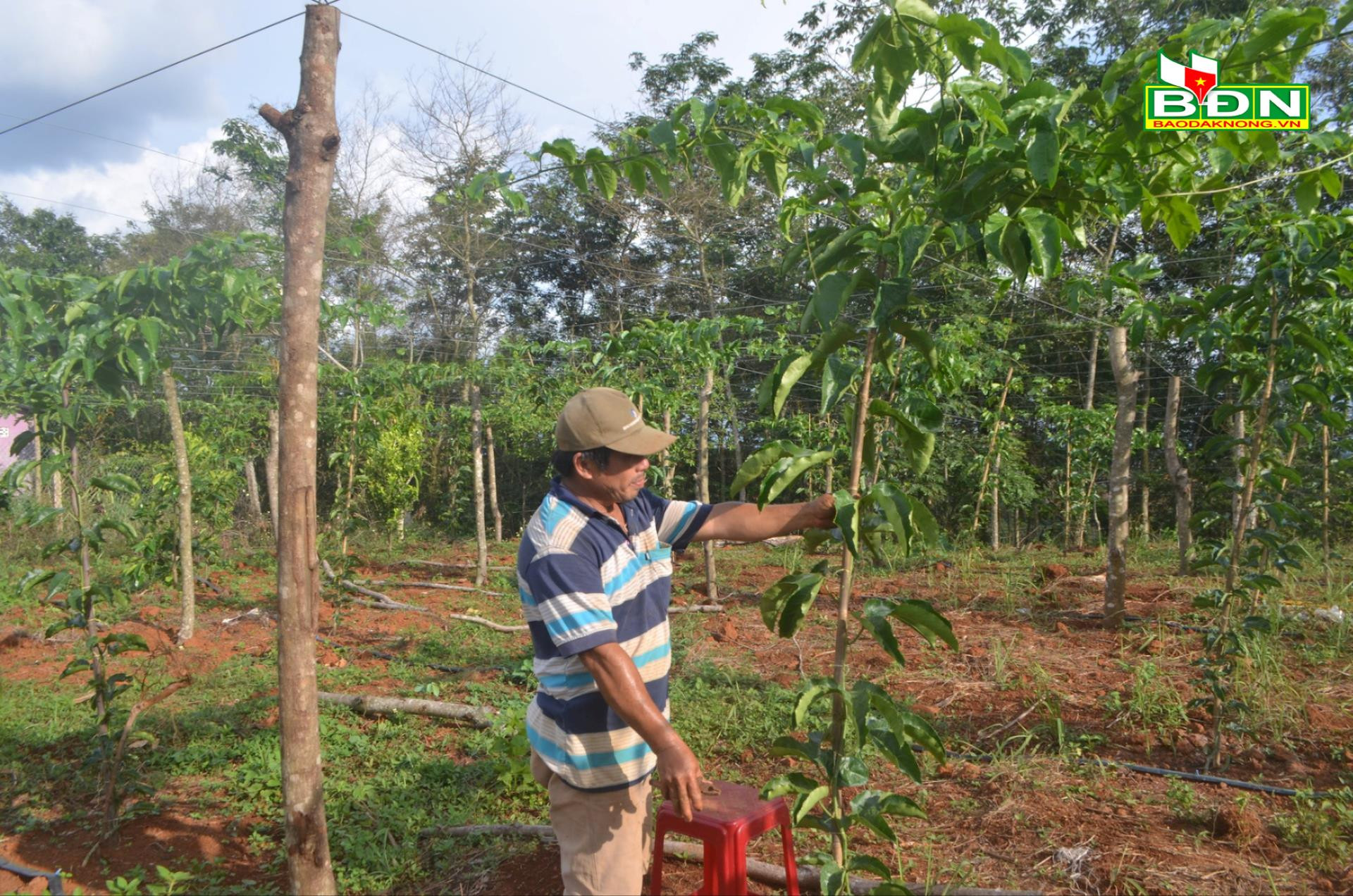 Kinh nghiệm chăm sóc cây ăn quả trong mùa mưa - Ảnh 1.