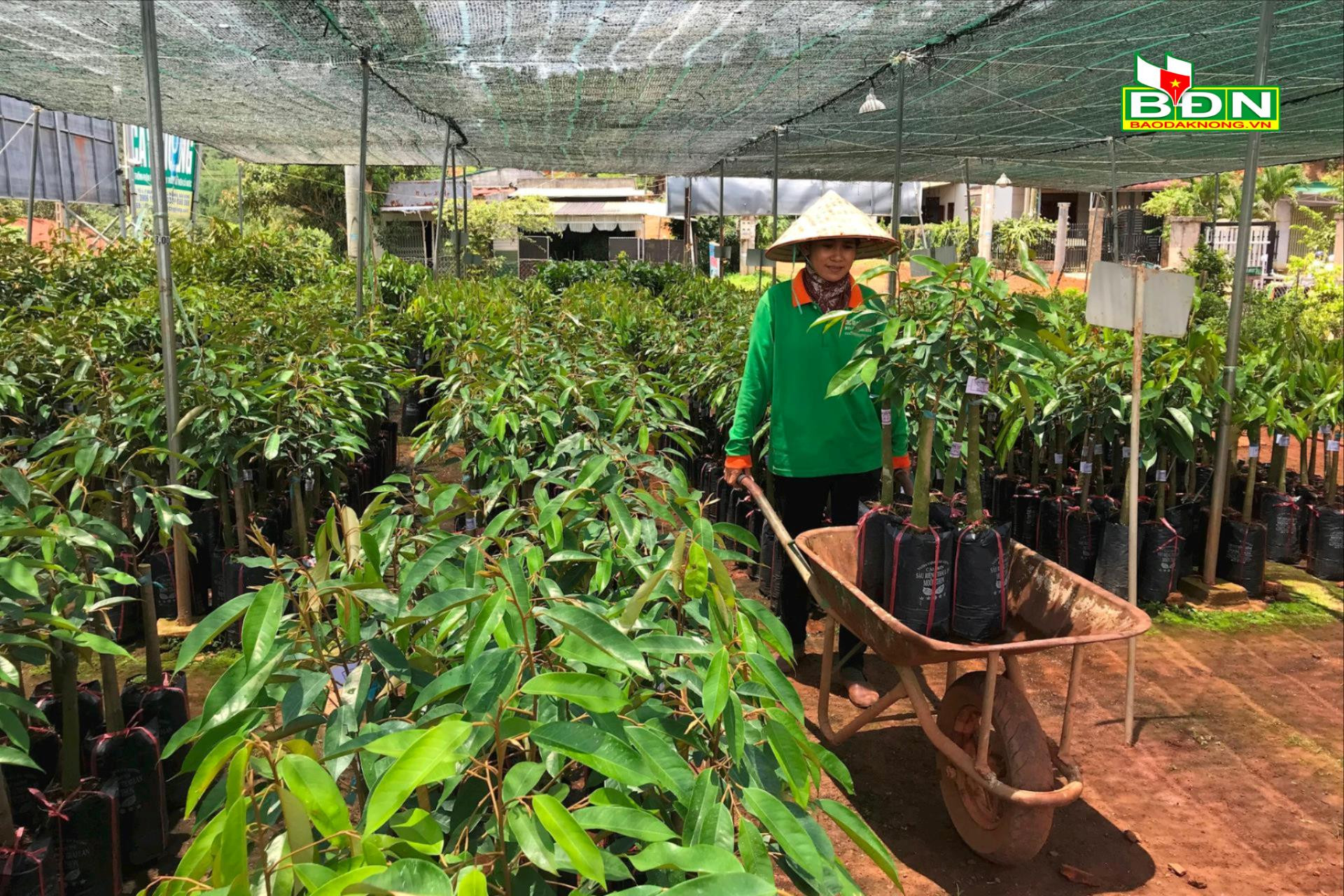 Sản xuất, kinh doanh giống cây trồng tự phát ở Đắk Nông, nguy cơ cao về nạn cây rởm, kém chất lượng - Ảnh 1.