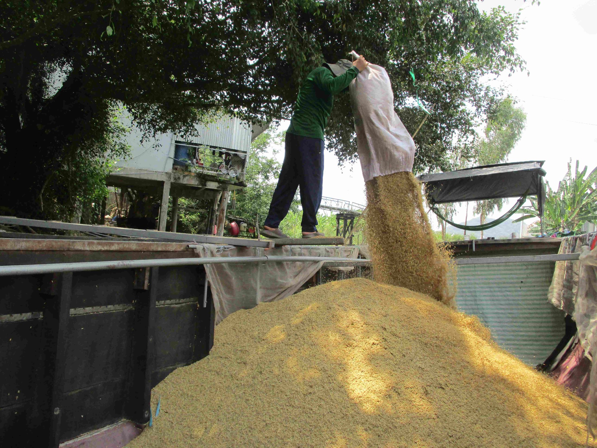 Lo giá gạo tăng ảo, doanh nghiệp không dám ký hợp đồng xuất khẩu - Ảnh 1.