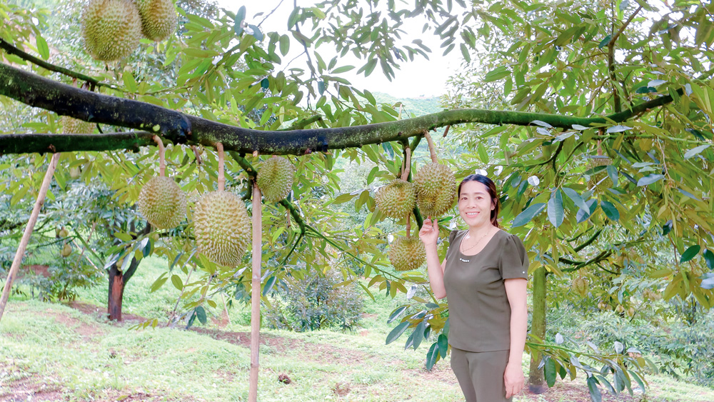 Ở Lâm Đồng có vườn trồng loại sầu riêng gì mà nhìn đâu cũng thấy trái, thương lái mua cả vườn giá 1,1 tỷ - Ảnh 1.