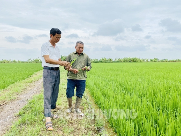Ở một xã của tỉnh Hải Dương, có 12 hộ tích tụ được 100ha đất, trồng lúa, nuôi cá đều hiệu quả - Ảnh 1.