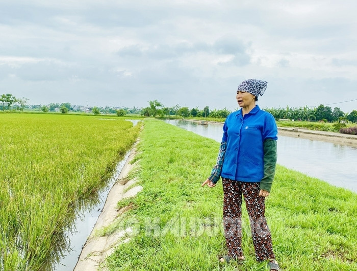 Ở một xã của tỉnh Hải Dương, có 12 hộ tích tụ được 100ha đất, trồng lúa, nuôi cá đều hiệu quả - Ảnh 2.