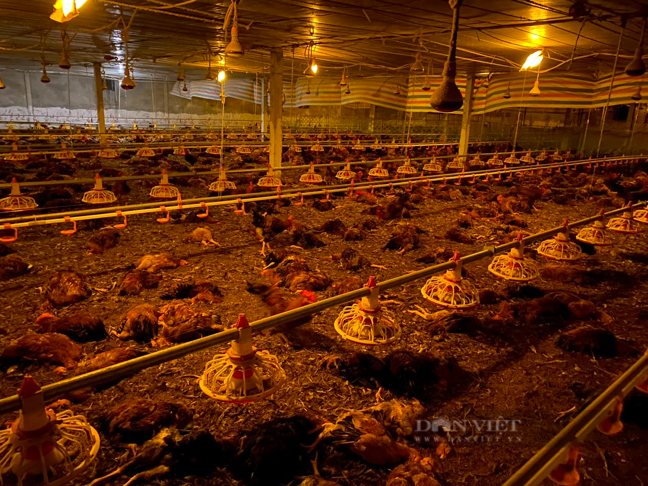 Hà Tĩnh: Quạt thông gió hỏng đột ngột, hơn 8.000 con gà chết ngạt khiến nông dân thiệt hại hơn 1.3 tỷ đồng - Ảnh 2.