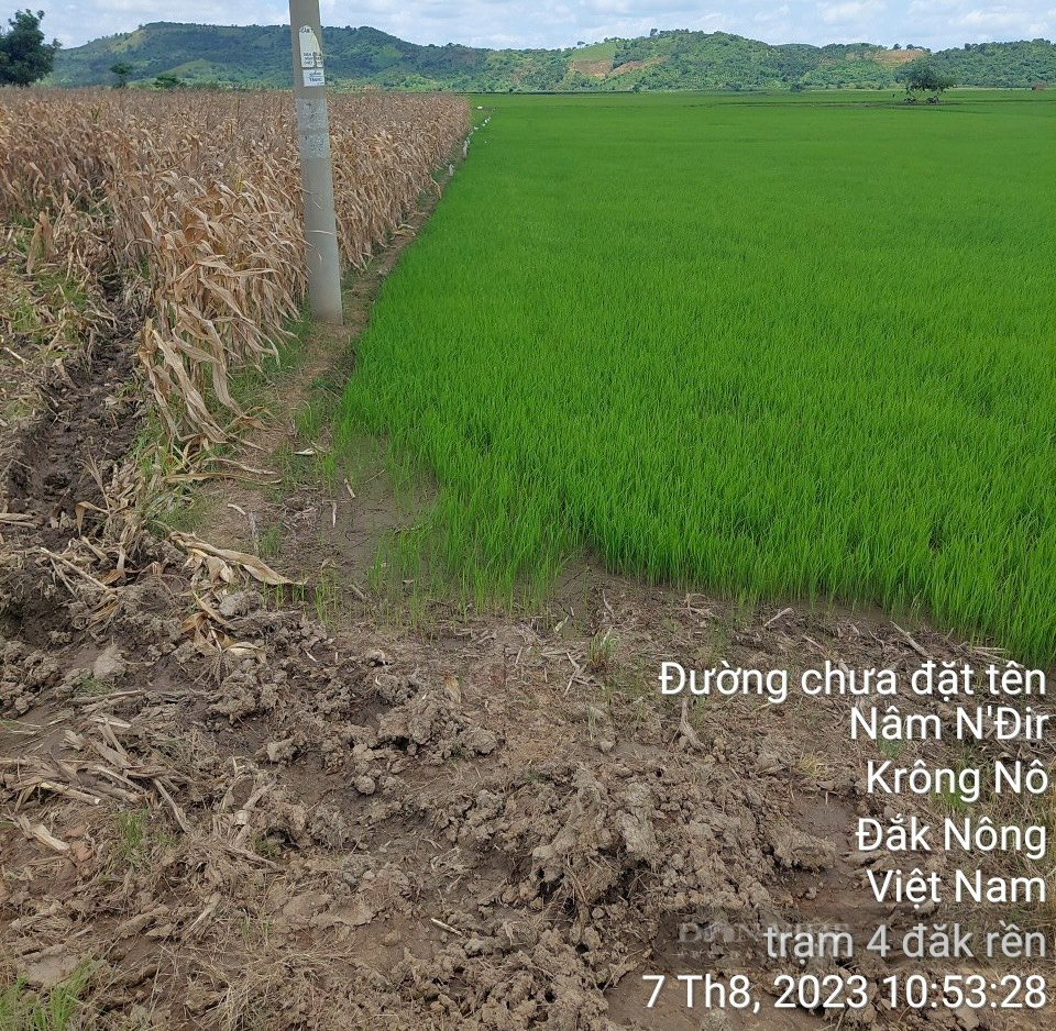 Hàng nghìn ha lúa ở Đắk Nông nguy cơ mất trắng vì thiếu nước giữa mùa mưa - Ảnh 1.