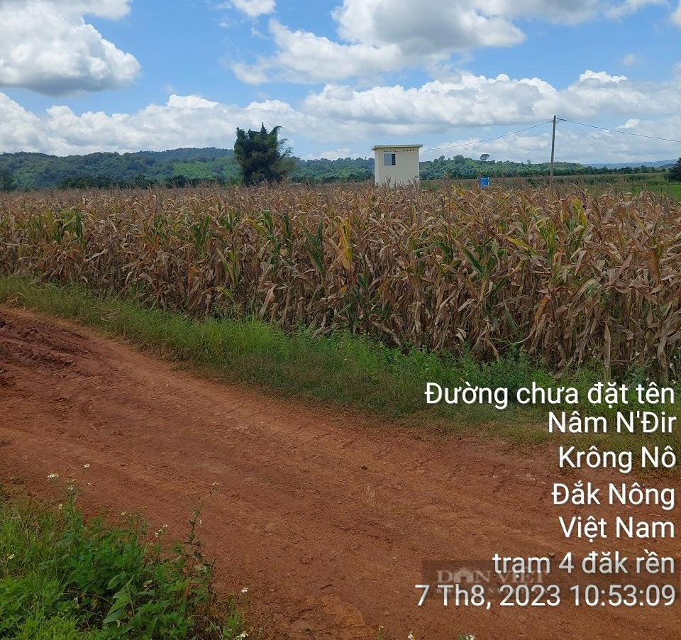 Hàng nghìn ha lúa ở Đắk Nông nguy cơ mất trắng vì thiếu nước giữa mùa mưa - Ảnh 2.