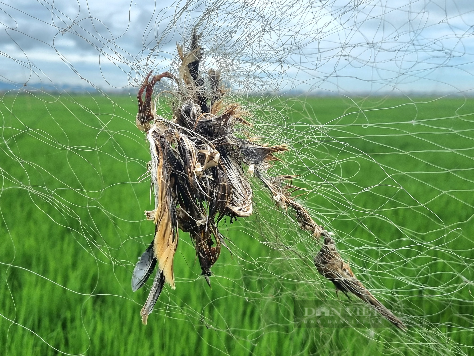 Ám ảnh chim trời bị “hành quyết” lơ lửng giữa cánh đồng lúa ở Ninh Bình - Ảnh 2.
