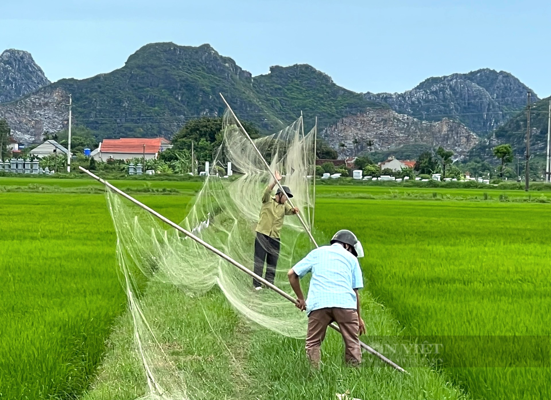 Sau phản ánh của Báo điện tử dân Việt, gần 80 mét lướt dùng đánh bẫy chim hoang dã bị tháo gỡ ở Ninh Bình - Ảnh 3.