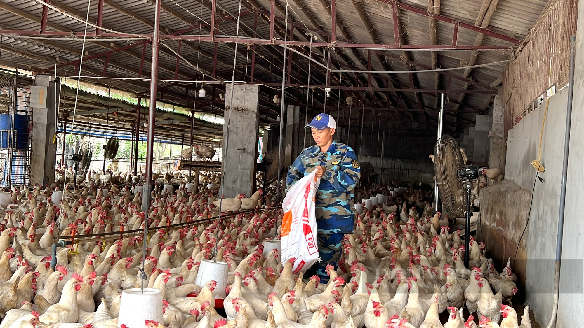 Thanh Hoá: Bỏ việc quản lý tại khách sạn về quê nuôi gà đẻ trứng, thu tiền tỷ/năm - Ảnh 1.