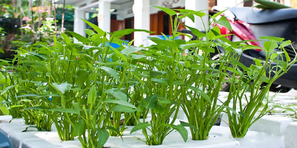 Loại rau được mệnh danh là rau &quot;quốc dân&quot; vì tần suất xuất hiện trên mâm cơm của người Việt, trồng được quanh năm - Ảnh 1.