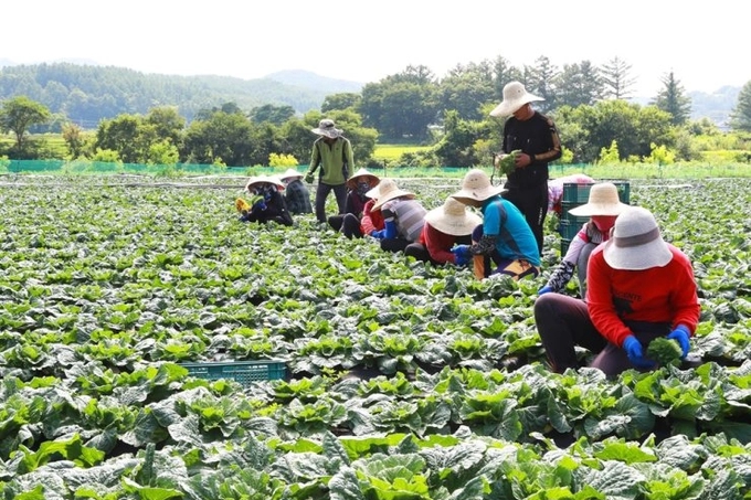 Trả công 3,6 triệu đồng/ngày, nông trại Hàn Quốc vẫn thiếu người làm - Ảnh 1.