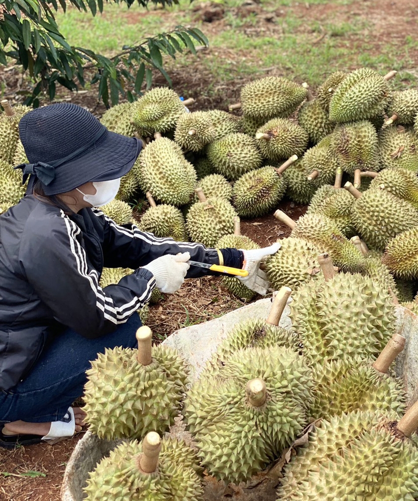 Billionaire garden in a place of Gia Lai, picking fruits, farmers become billionaires - Photo 2.