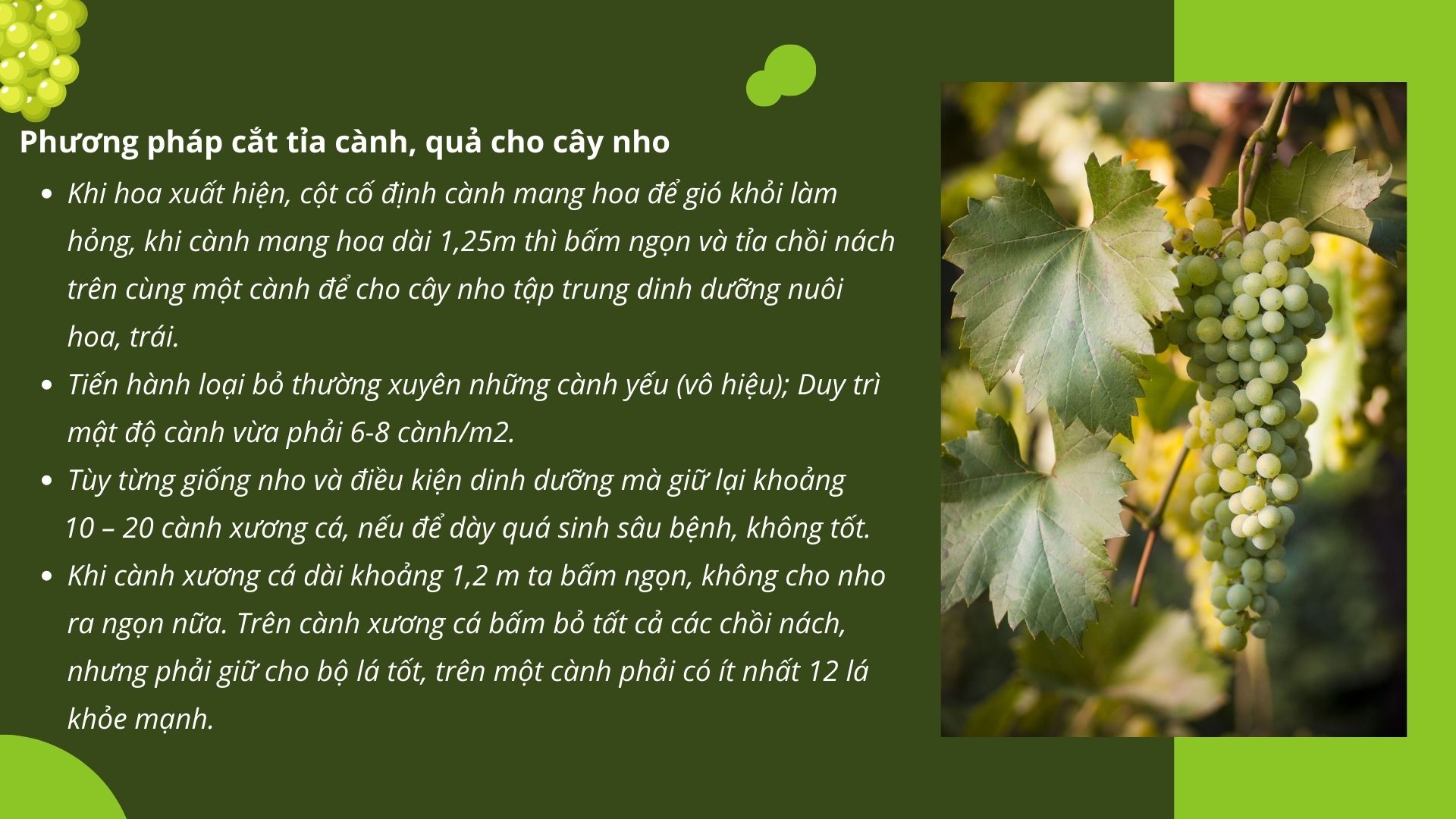 SỔ TAY NHÀ NÔNG: Kỹ thuật cắt tỉa cành, quả cho cây nho - Ảnh 2.