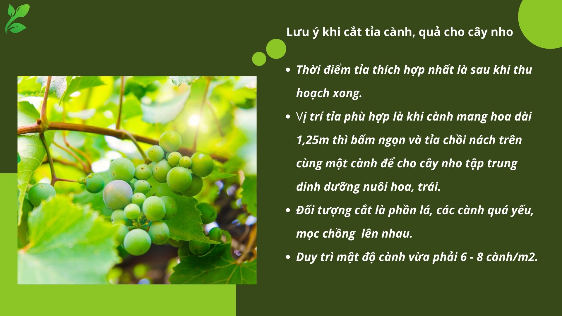 SỔ TAY NHÀ NÔNG: Kỹ thuật cắt tỉa cành, quả cho cây nho - Ảnh 3.