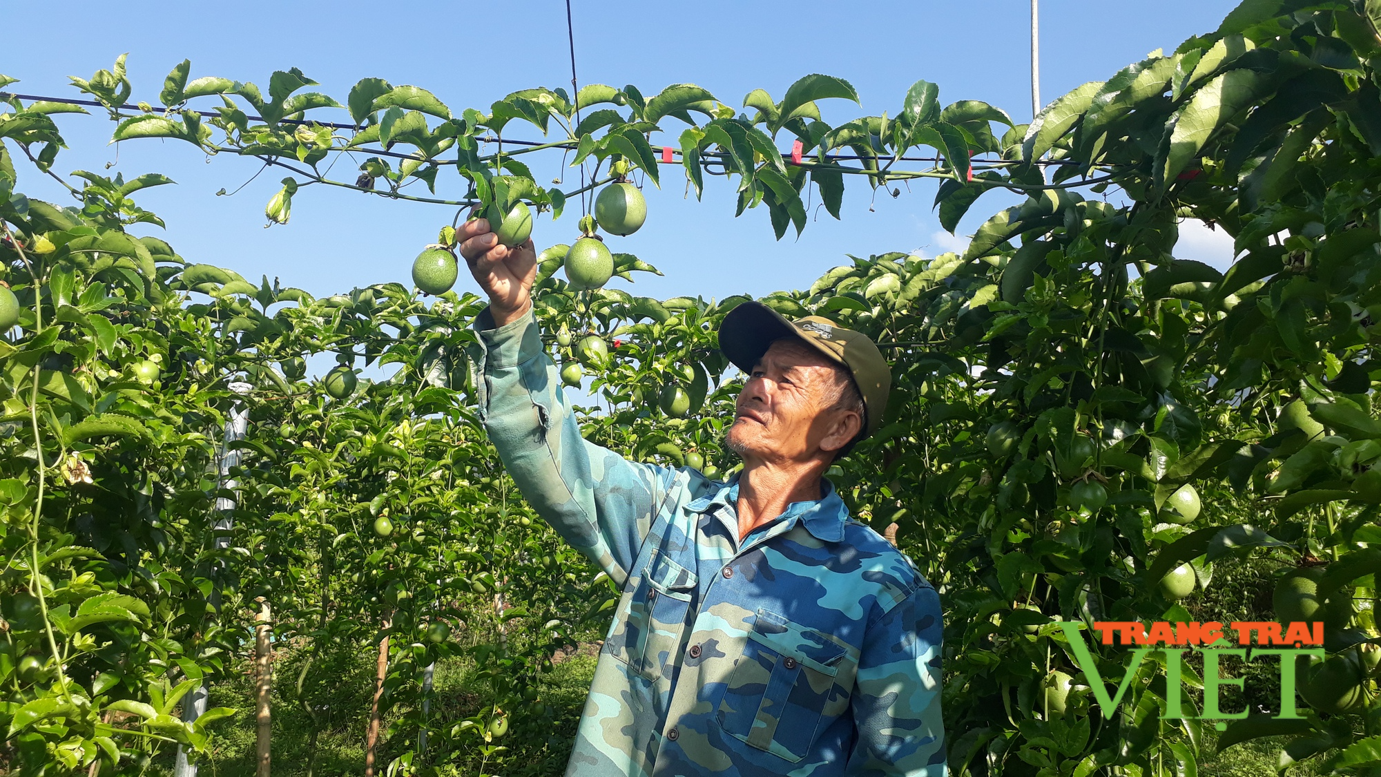 Lai Châu: Liên kết trồng chanh leo, dân vùng này có thu nhập ổn định - Ảnh 1.