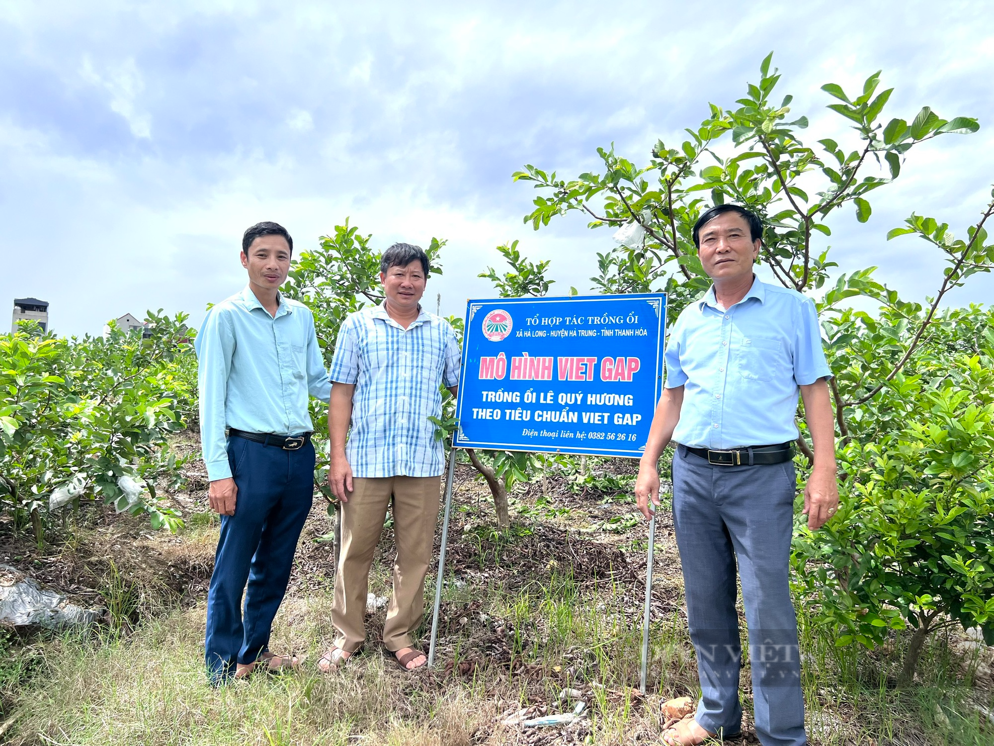 Thanh Hoá: Cả làng giàu lên nhờ trồng giống ổi lê Đài Loan - Ảnh 4.