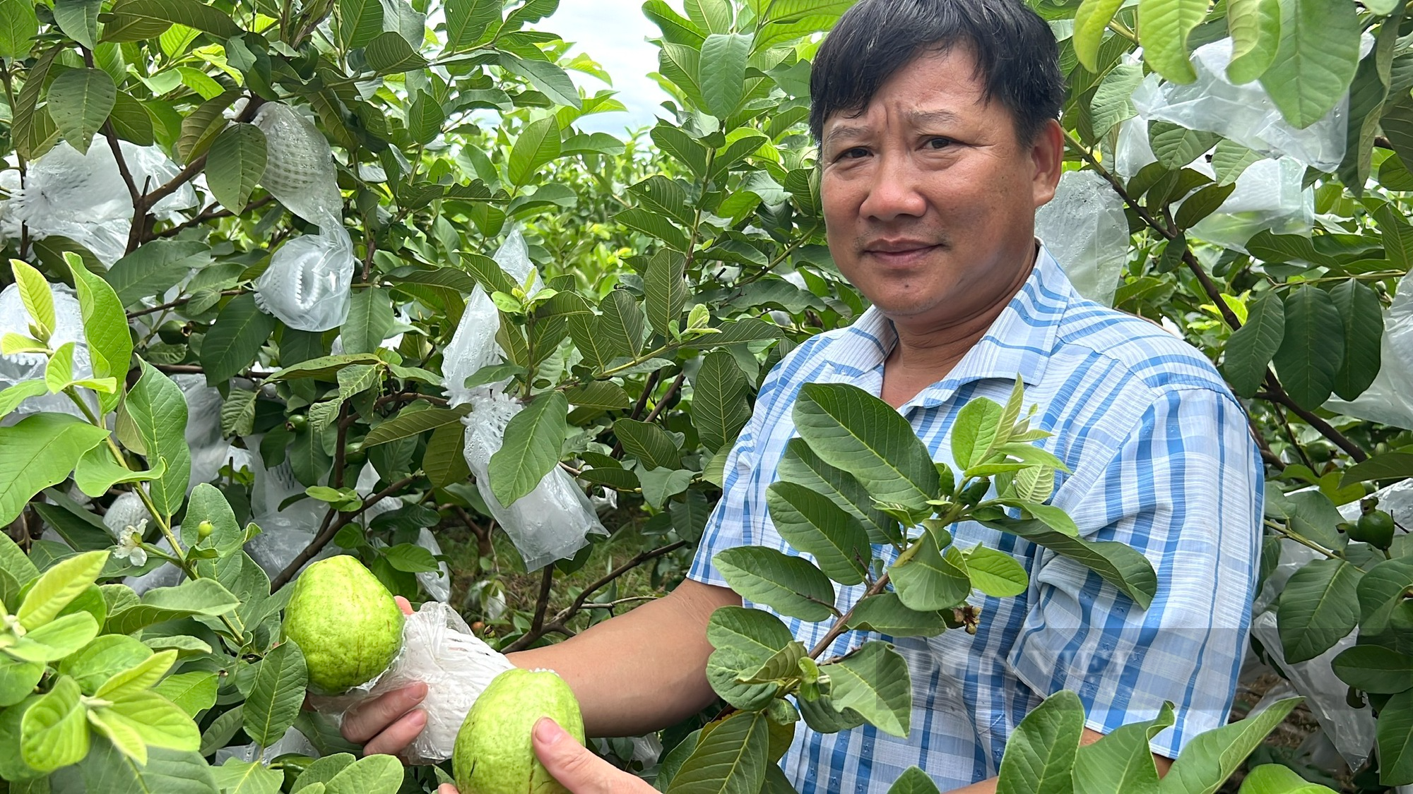 Thanh Hoá: Cả làng giàu lên nhờ trồng giống ổi lê Đài Loan - Ảnh 5.