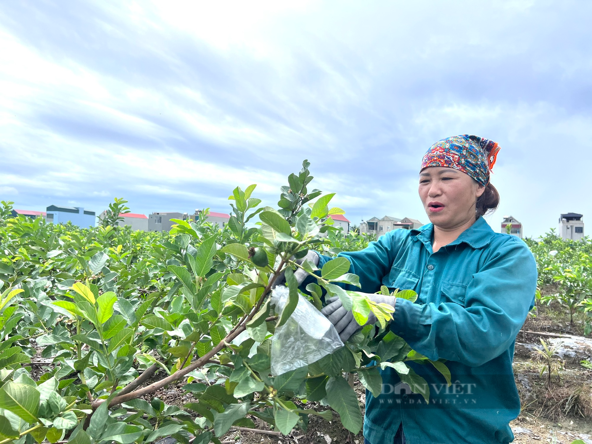 Thanh Hoá: Cả làng giàu lên nhờ trồng giống ổi lê Đài Loan - Ảnh 6.