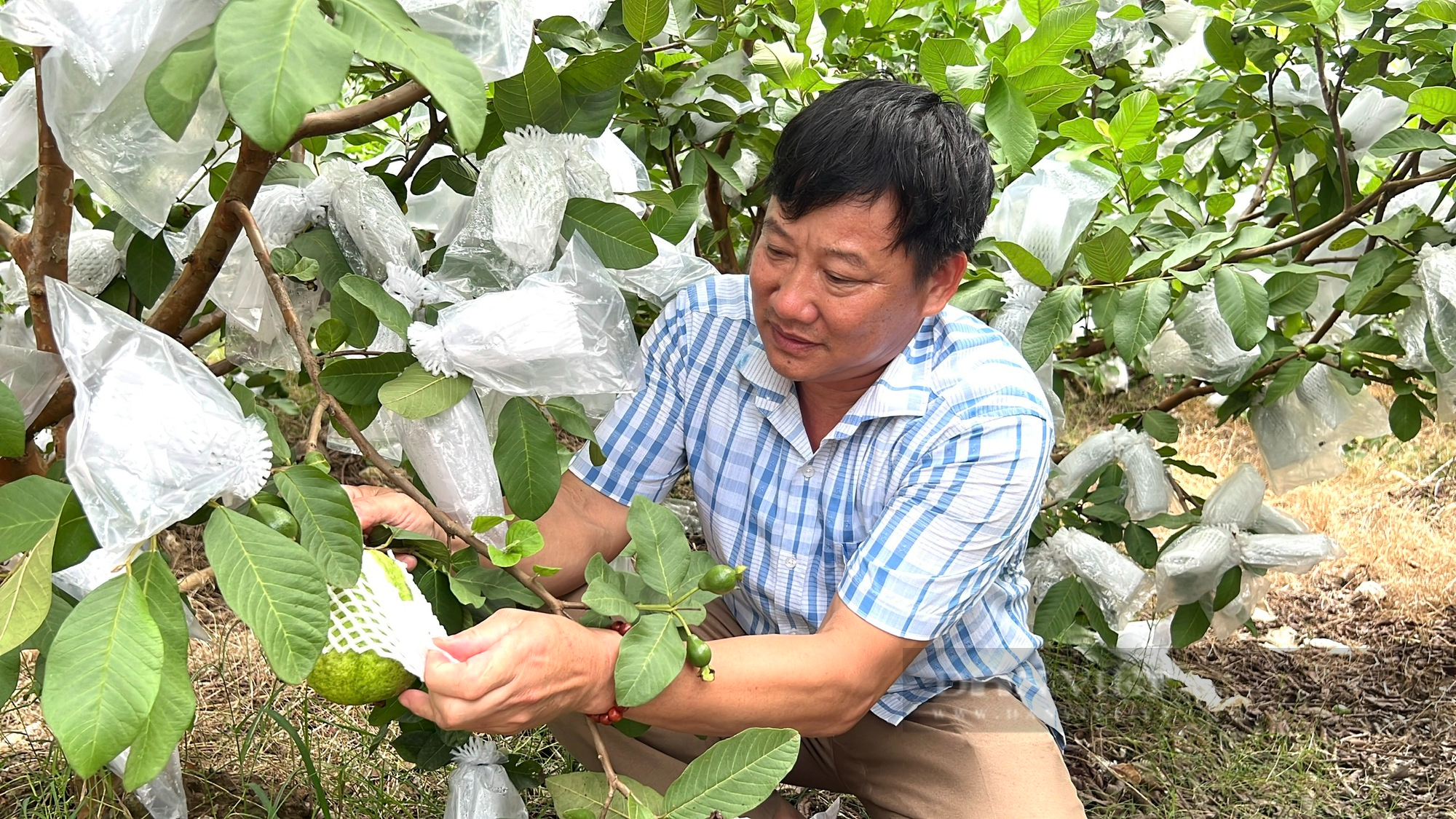 Thanh Hoá: Cả làng giàu lên nhờ trồng giống ổi lê Đài Loan - Ảnh 7.