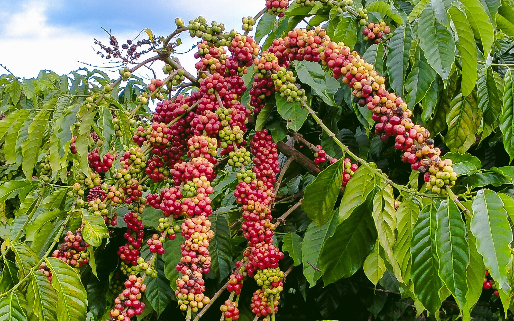 Giá cà phê 9/8: Diễn biến lạ của giá cà phê, Robusta tiếp đà tăng