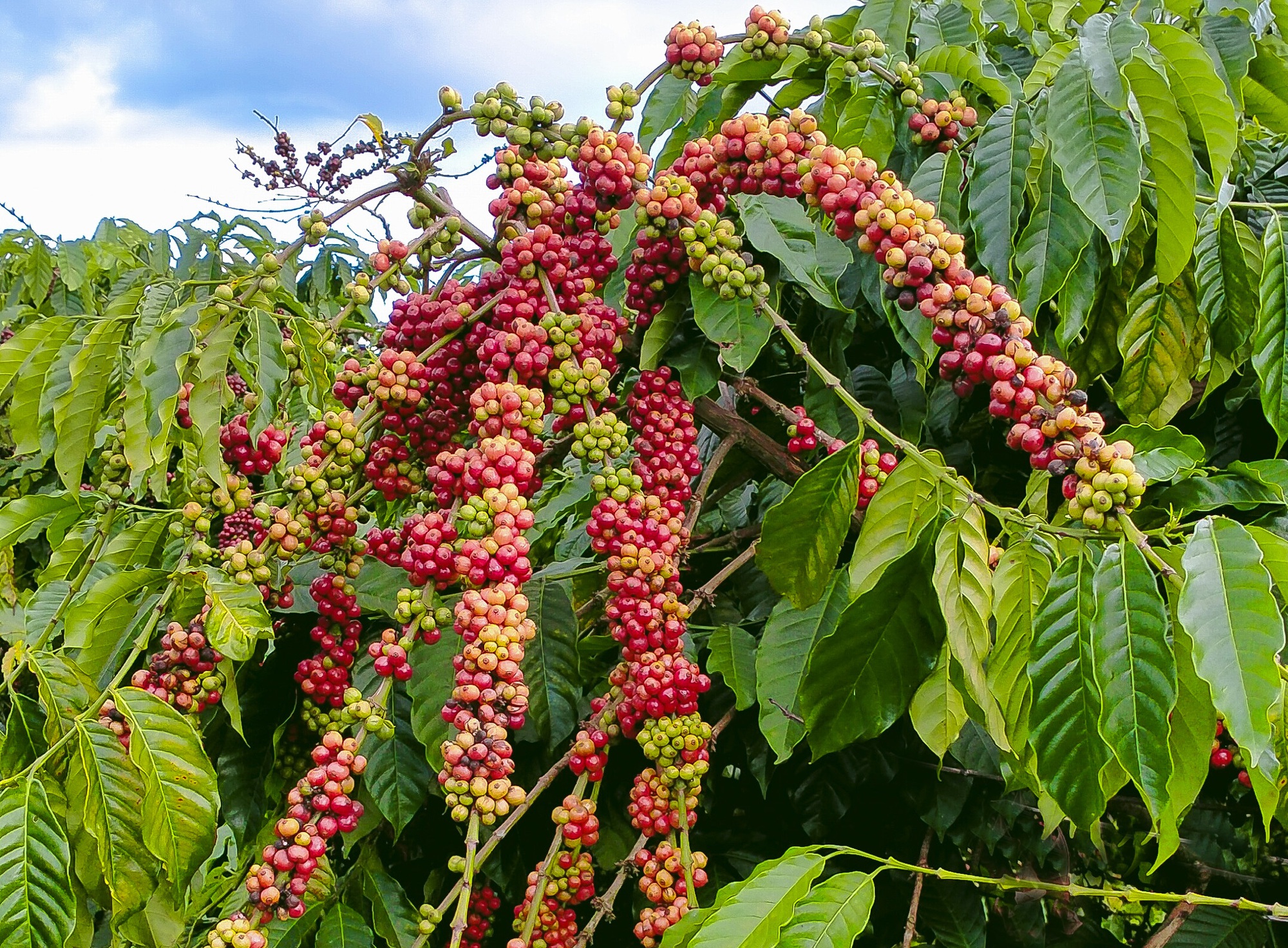 Giá cà phê 9/8: Diễn biến lạ của giá cà phê, Robusta tiếp đà tăng - Ảnh 3.