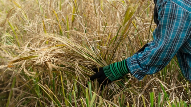 Đứng trước nỗi lo nguồn cung, giá gạo ở châu Á tăng cao nhất 15 năm - Ảnh 1.