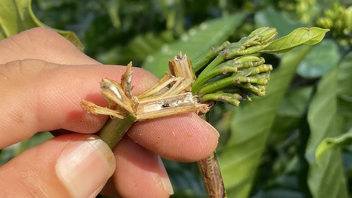 Giá cà phê 9/8: Diễn biến lạ của giá cà phê, Robusta tiếp đà tăng - Ảnh 5.