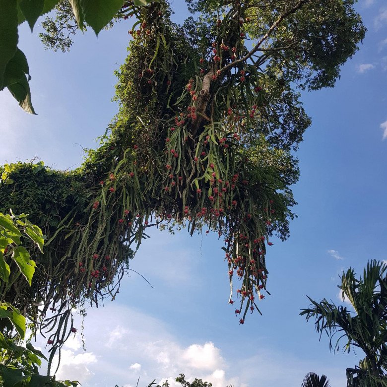 Cây thanh long cổ thụ quả mọc sai trĩu từ gốc đến ngọn: Trái chín đỏ rực cả một góc làng - Ảnh 4.