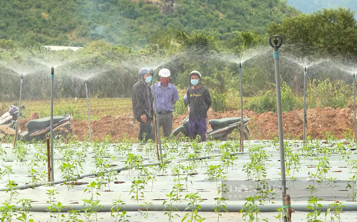 Hệ thống thủy lợi Tân Mỹ giải cơn khát cho chảo lửa Ninh Thuận - Ảnh 7.