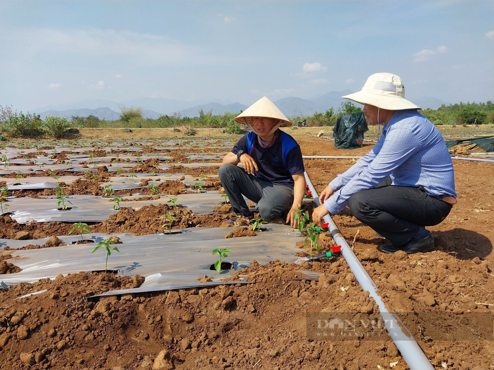 Hệ thống thủy lợi Tân Mỹ giải cơn khát cho chảo lửa Ninh Thuận - Ảnh 8.