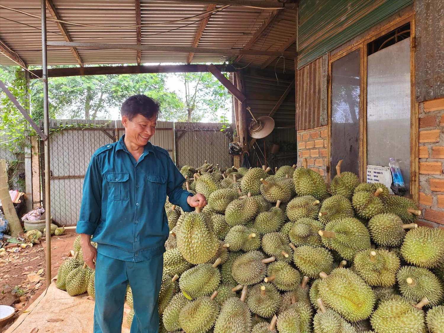 Sầu riêng Đắk Lắk quay đầu giảm giá sau đà tăng kỷ lục - Ảnh 4.