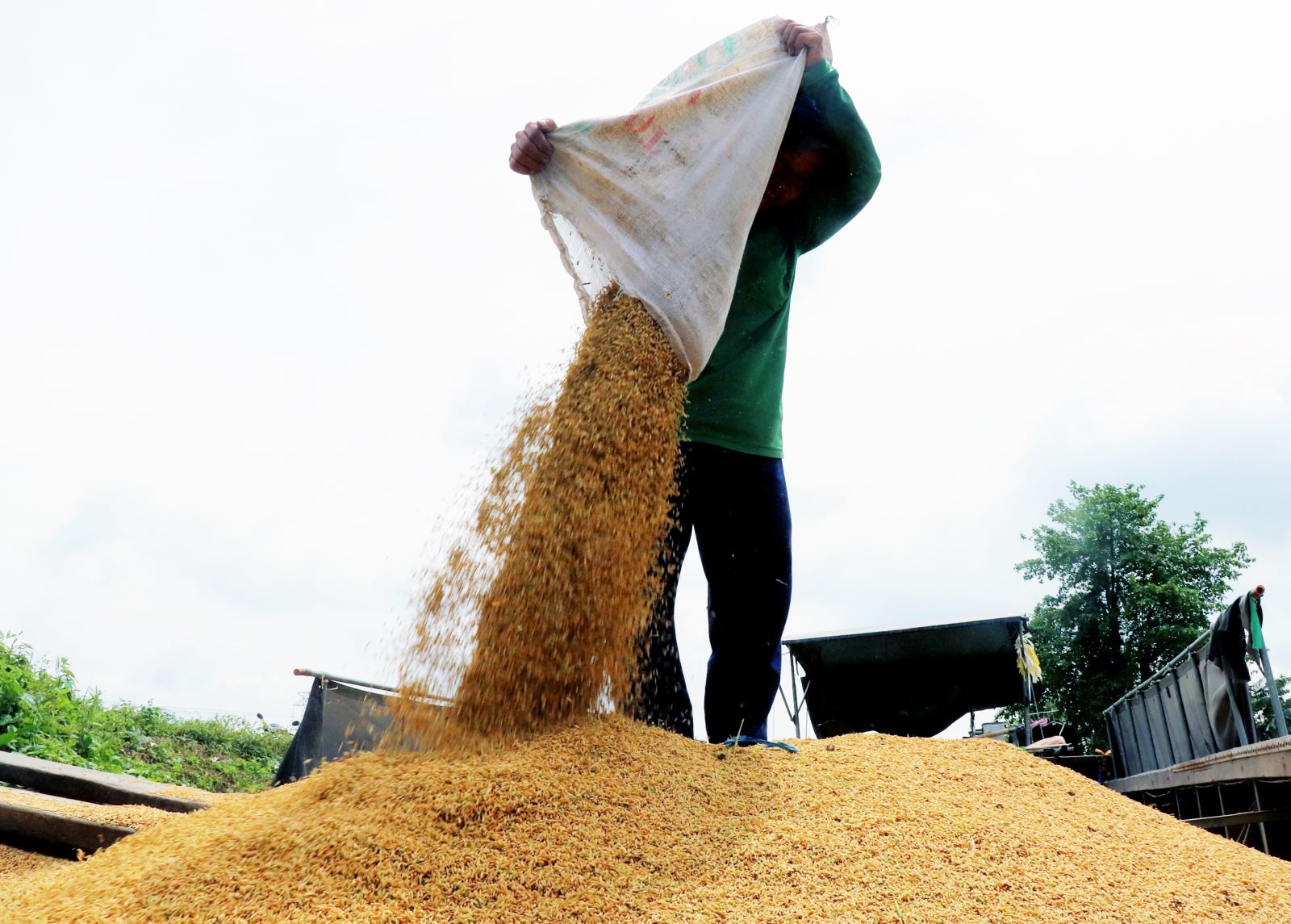 Giá gạo xuất khẩu giảm, kéo giá lúa trong nước đi xuống - Ảnh 1.