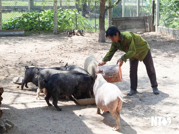 Ở một nơi ở Ninh Thuận, nông dân nuôi loại heo gì mà bán giá cao, nuôi lại nhàn hơn? - Ảnh 1.