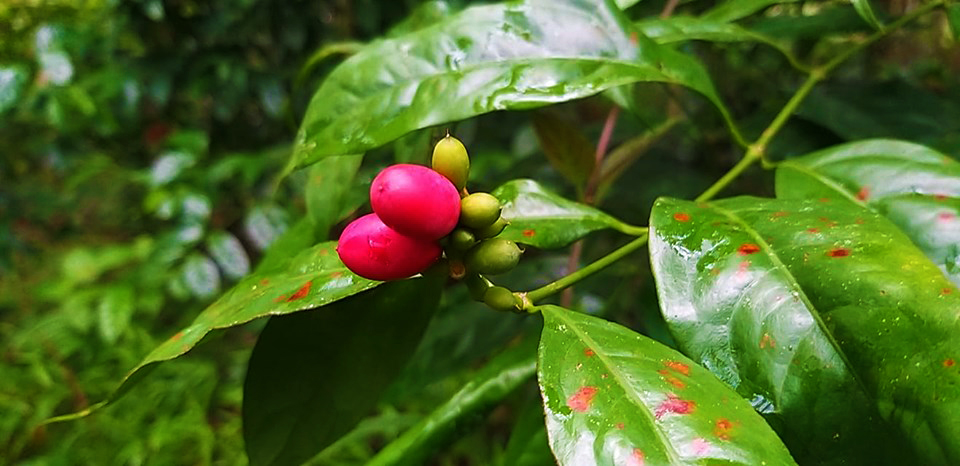 Loại lá rừng mơn mởn, ăn kéo dài tuổi thọ, trái chín mưng mửng, đồng bào dân tộc Bình Phước nấu món canh lạ - Ảnh 2.